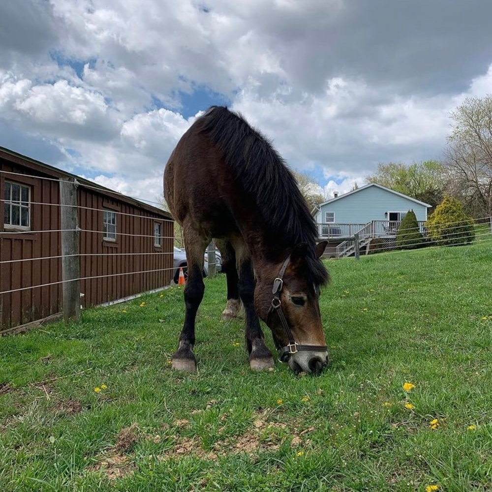 Meet your Posher, Julia
